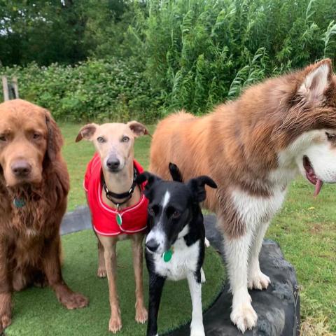 do dogs need to wear a coat in winter