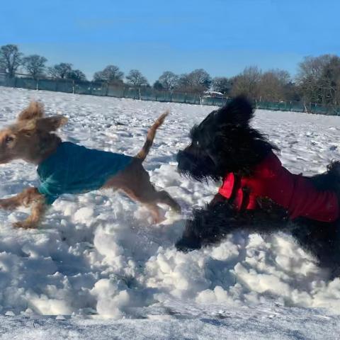 dogs playing in snow - DogStroll Day Care Center