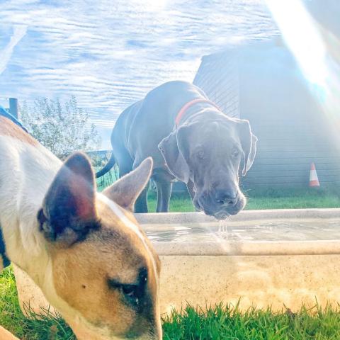 dogs and hot weather