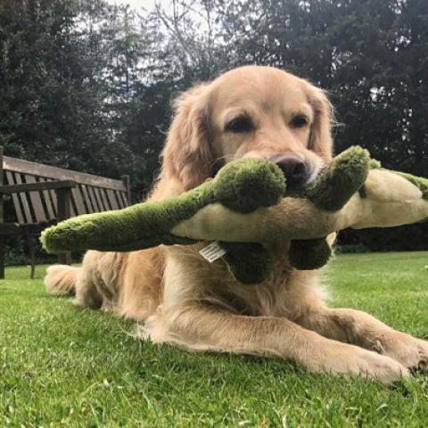 Dog Toys Soft Toys