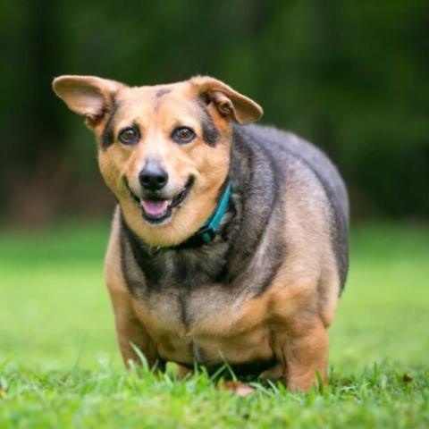 obese dog