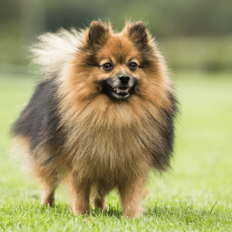 Taking care of your dog's coat