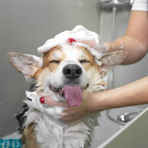 bathing your dog