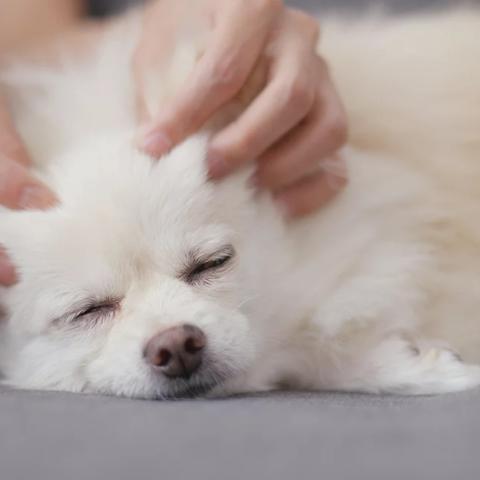 calming anxious dog