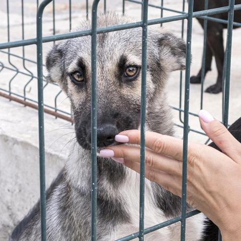 Adopting a dog from a shelter