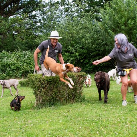 unique agility doggy daycare 