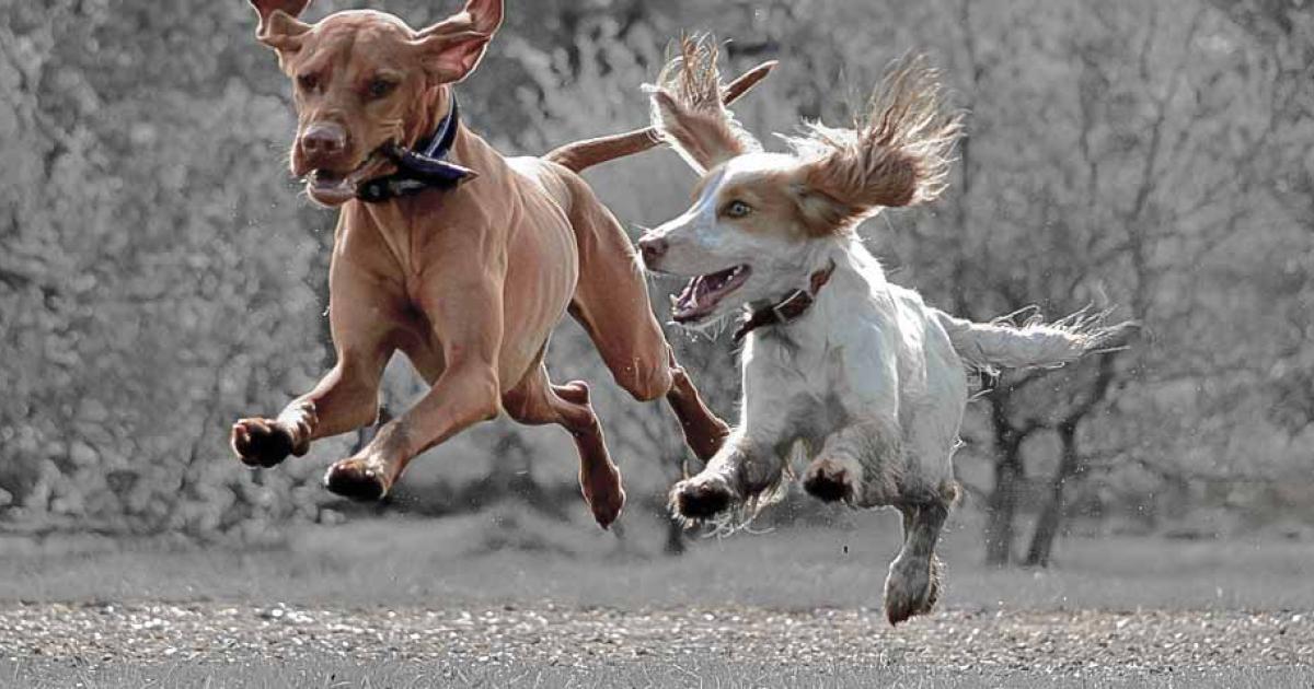 Is My Dog Getting Enough Exercise