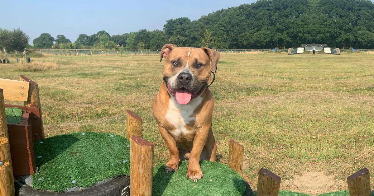 Is Castration Necessary for Male Dogs Dog Stroll Day Care Wimbledon