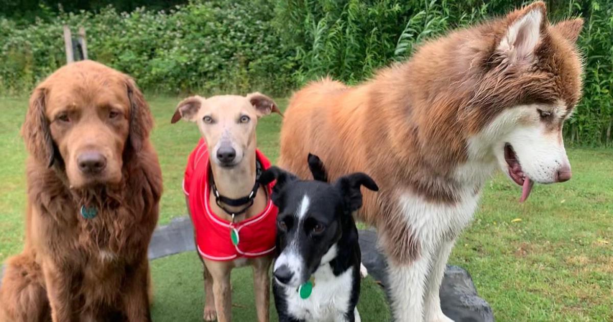 Do Dogs Need a Coat in Winter Dog Stroll Day Care Wimbledon