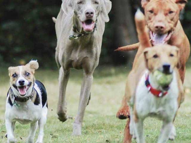 Dog Breeds
