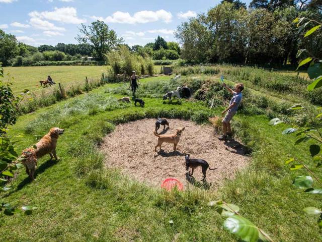 Doggy Daycare