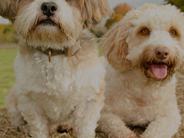 Puppies