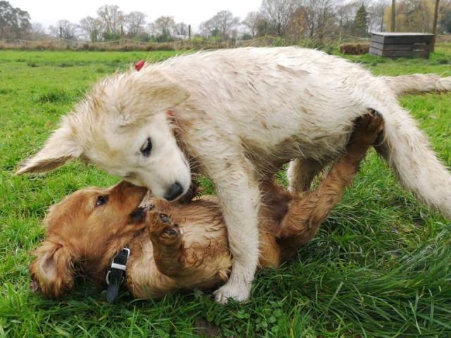 socializing your dog