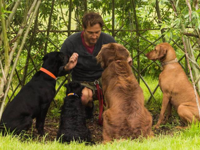 importance of dog education