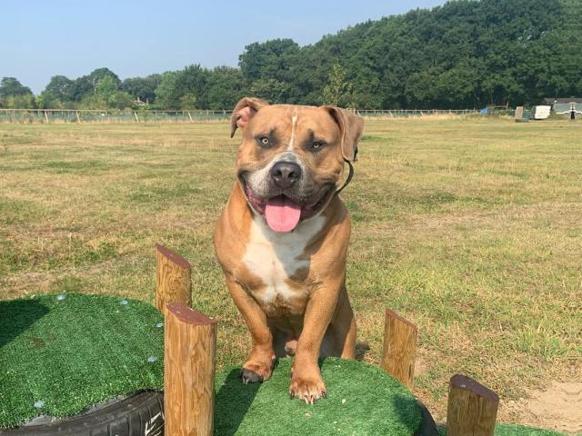 is castrating male dogs necessary - dogstroll doggy daycare