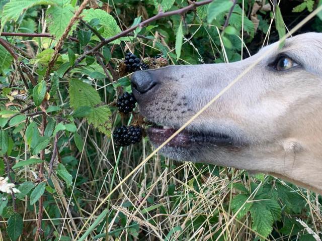 why dogs eat grass - Dogstroll Day Care Center Wimbledon