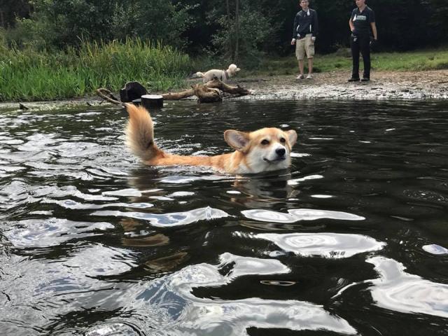 Dog's love and hate of water
