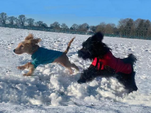 dogs playing in snow - DogStroll Day Care Center