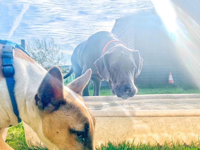 dogs and hot weather