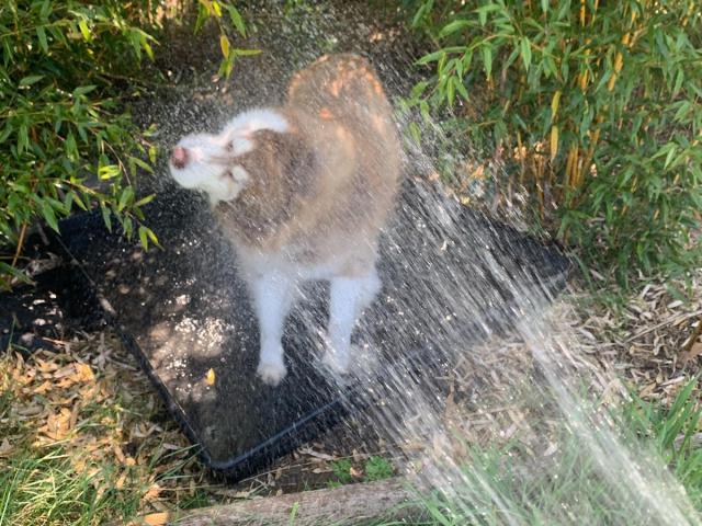 cooling dog hot weather