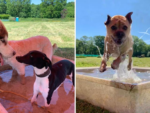 dogs in paddling pool in hot weather