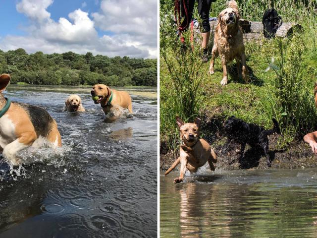dogs in lake