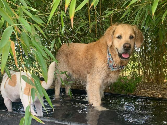 dogs and hot weather