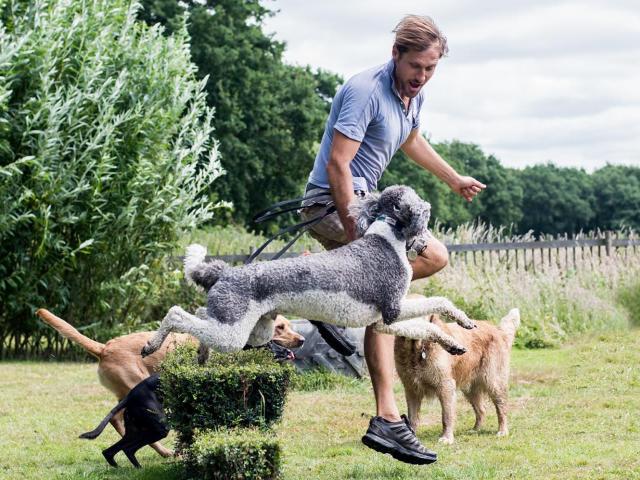 dog agility