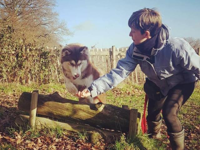 dog agility