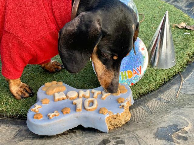 dog birthday cake
