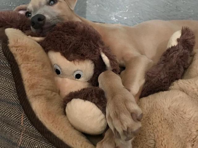 dog birthday gift