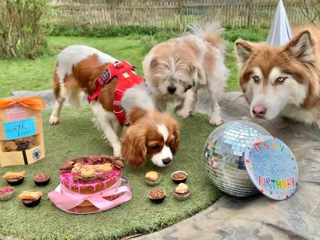 dog birthday with friends