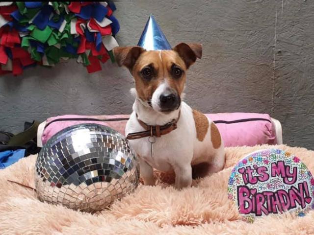 dog's birthday