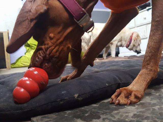 Dog Toy Kong