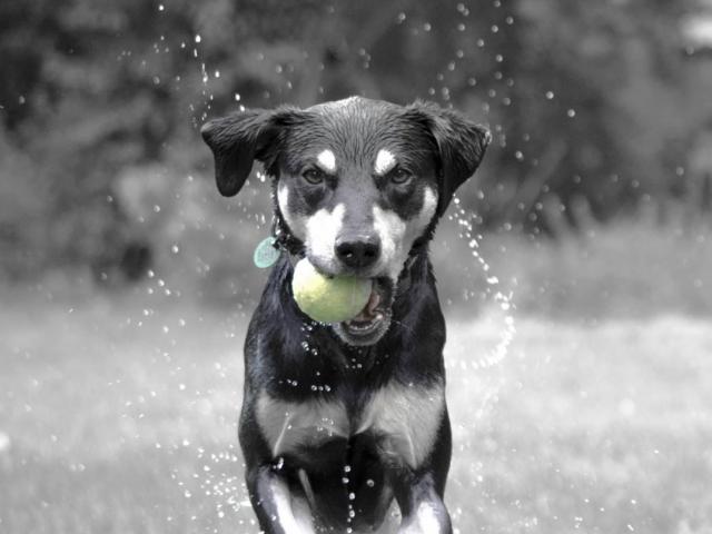 Dog Toys Ball