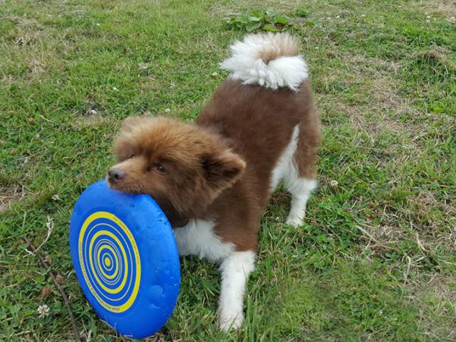 Dog Toys Frisbee