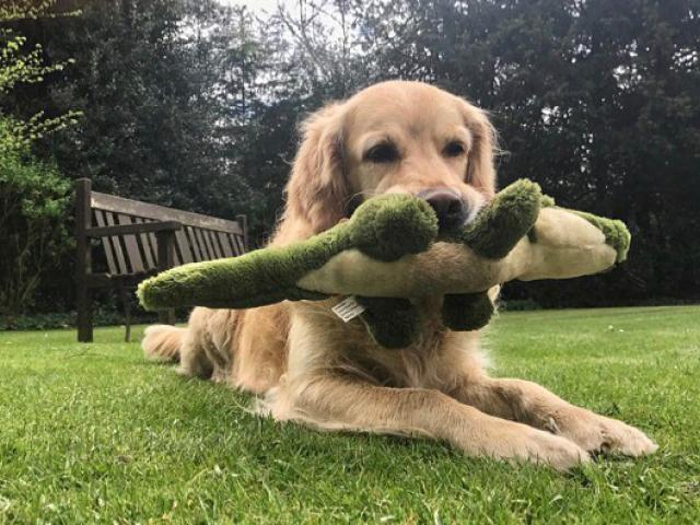 Dog Toys Soft Toys