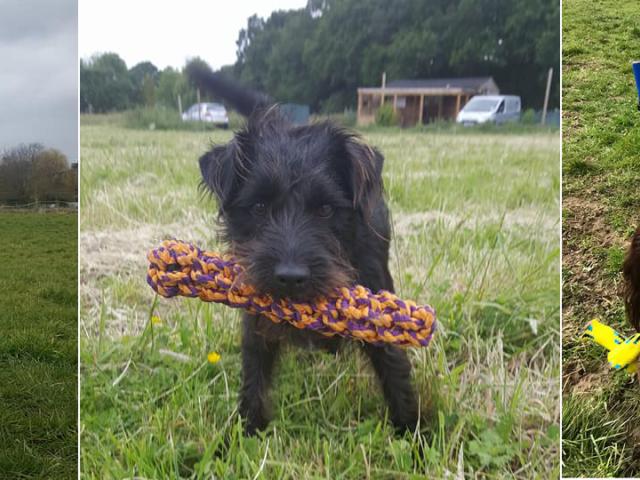 Dog Toys which to choose