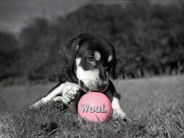 Puppy Toys Ball