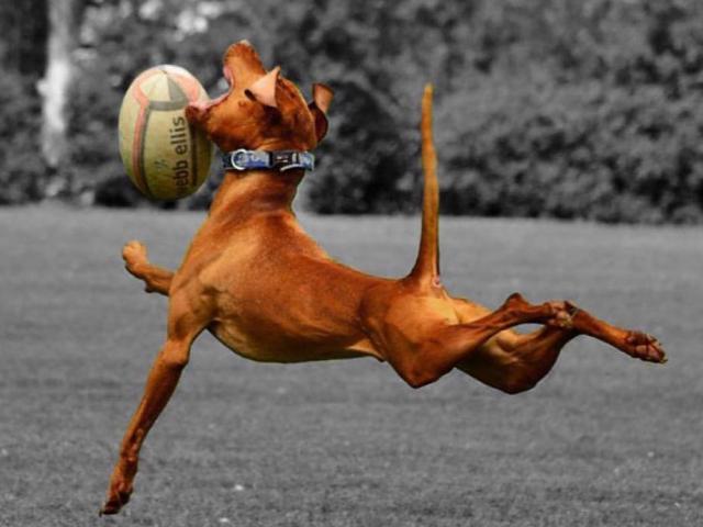 dog fetch game