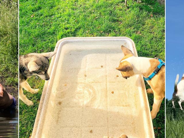 dog water activities