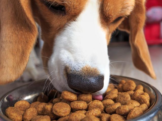 feeding dog