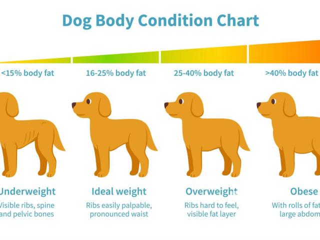 how to detect overweight and obesity in dogs