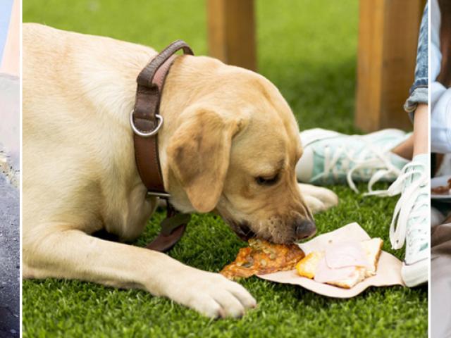 owners giving leftovers to dogs