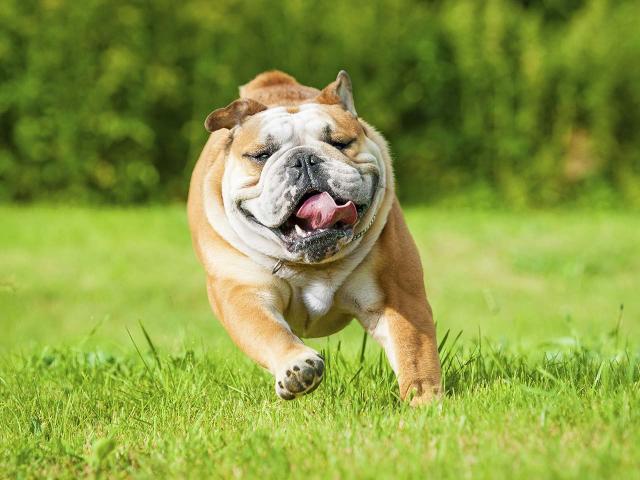 keeping overweight dog active