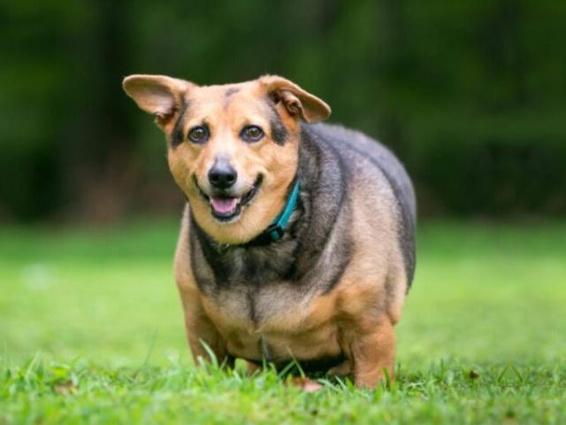 obese dog