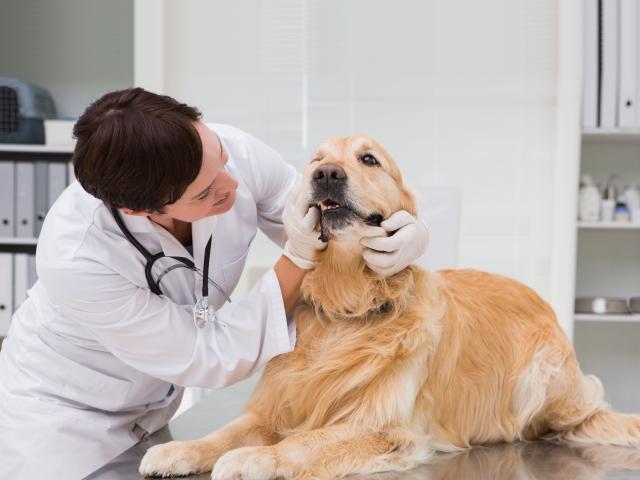 dog at vet's