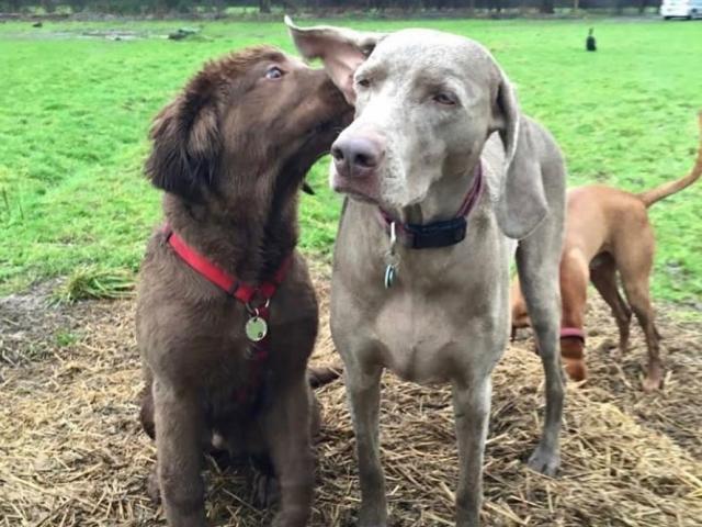 dogs socialising