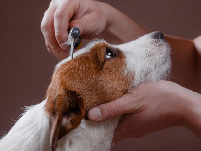 Brushing your dog's coat properly