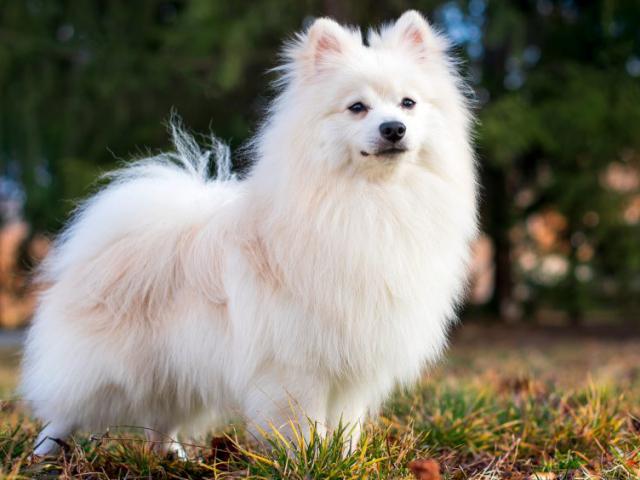 Taking care of your dog's fur